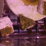 Meteor Shower Cyphastrea