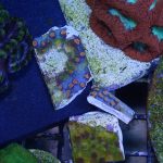 Meteor Shower Cyphastrea