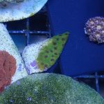 WYSIWYG Strawberry Shortcake Cyphastrea (Home Grown)