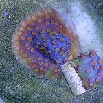 Meteor Shower Cyphastrea