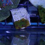 Meteor Shower Cyphastrea