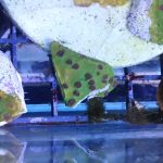 WYSIWYG Strawberry Shortcake Cyphastrea (Home Grown)