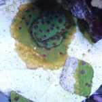 WYSIWYG Strawberry Shortcake Cyphastrea (Home Grown)