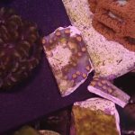 Meteor Shower Cyphastrea