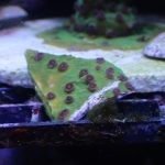WYSIWYG Strawberry Shortcake Cyphastrea (Home Grown)