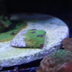 WYSIWYG Strawberry Shortcake Cyphastrea (Home Grown)