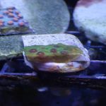 WYSIWYG Strawberry Shortcake Cyphastrea (Home Grown)
