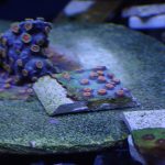 Meteor Shower Cyphastrea