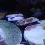 Meteor Shower Cyphastrea