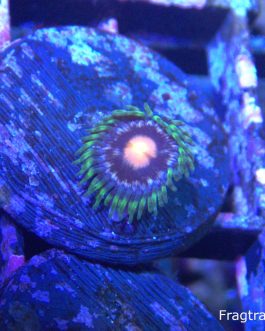 Laser Lemon Zoanthid - 1 head
