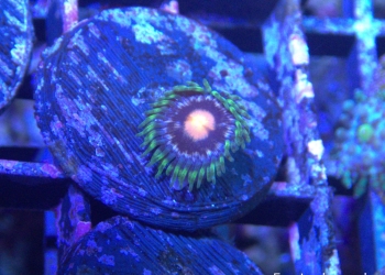 Laser Lemon Zoanthid – 1 head