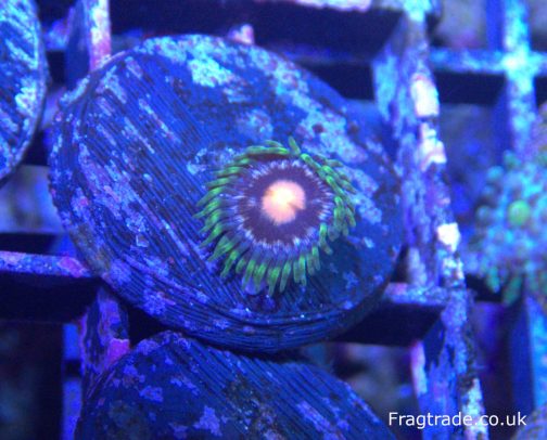 Laser Lemon Zoanthid - 1 head