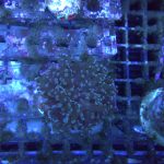 Green frogspawn coral 1 head (UK Grown)