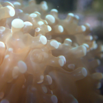 Green frogspawn coral 1 head (UK Grown)