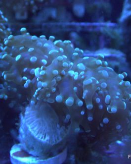 Green frogspawn coral 1 head (UK Grown)