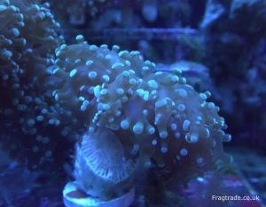 Green frogspawn coral 1 head (UK Grown)