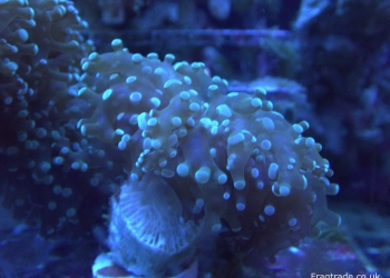 Green frogspawn coral 1 head (UK Grown)