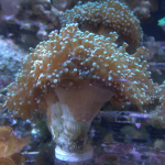 Green frogspawn coral 1 head (UK Grown)