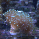 Green frogspawn coral 1 head (UK Grown)