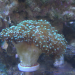 Green frogspawn coral 1 head (UK Grown)