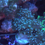 Green frogspawn coral 1 head (UK Grown)