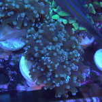 Green frogspawn coral 1 head (UK Grown)