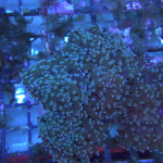 Green frogspawn coral 1 head (UK Grown)