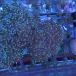 Green frogspawn coral 1 head (UK Grown)