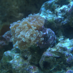 Gold hammer coral (UK Grown)