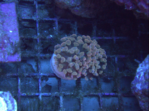 Gold hammer coral (UK Grown)