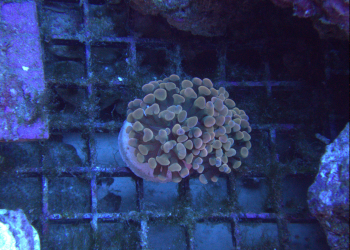 Gold hammer coral (UK Grown)