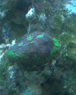 Green Blasto Frag (UK Grown)