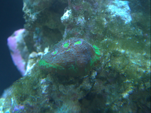 Green Blasto Frag (UK Grown)