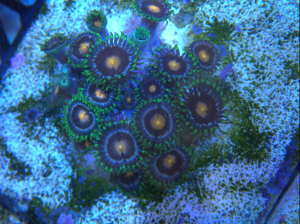 Laser Lemon Zoanthid - 1 head