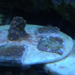 Meteor Shower Cyphastrea