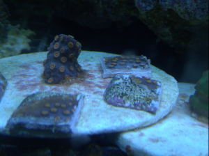 Meteor Shower Cyphastrea