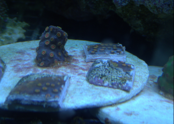 Meteor Shower Cyphastrea