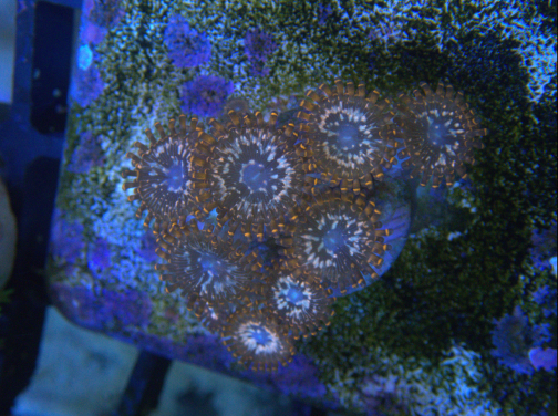 Utter Chaos Zoanthid - 1 head