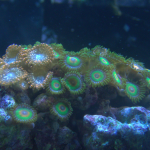 Utter Chaos Zoanthid – 1 head