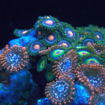 Utter Chaos Zoanthid – 1 head