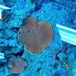 XL WYSIWYG Red Plating Montipora (UK grown)