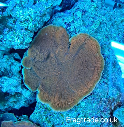 XL WYSIWYG Red Plating Montipora (UK grown)
