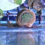 Tropic Thunder Montipora (UK grown)