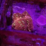Goldmeister Chalice Coral (UK Grown)