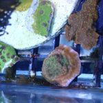 Tropic Thunder Montipora (UK grown)