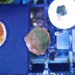 Tropic Thunder Montipora (UK grown)