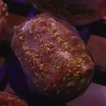 Goldmeister Chalice Coral (UK Grown)