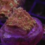 Goldmeister Chalice Coral (UK Grown)