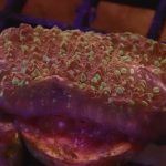 WYSIWYG Goldmeister Chalice Coral (UK Grown)