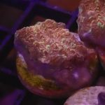 Goldmeister Chalice Coral (UK Grown)